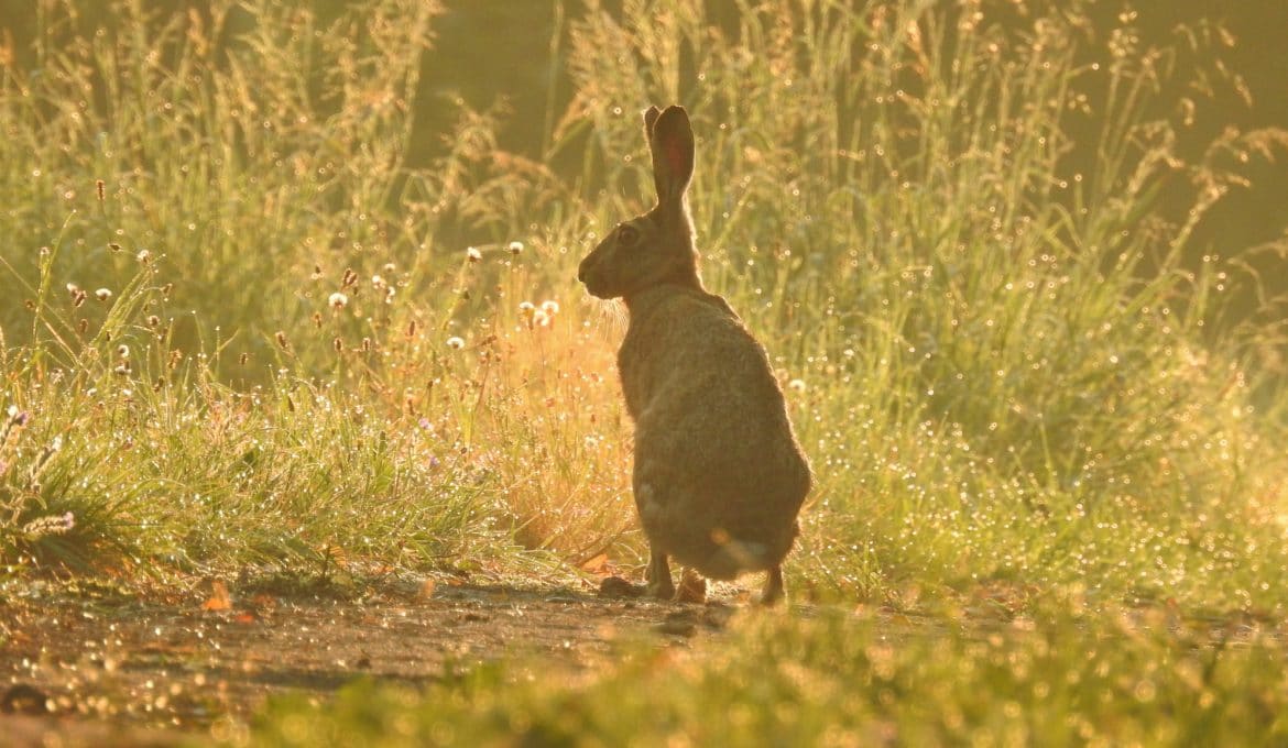 5 Tips for Rabbit Hunting in a Group Gander RV