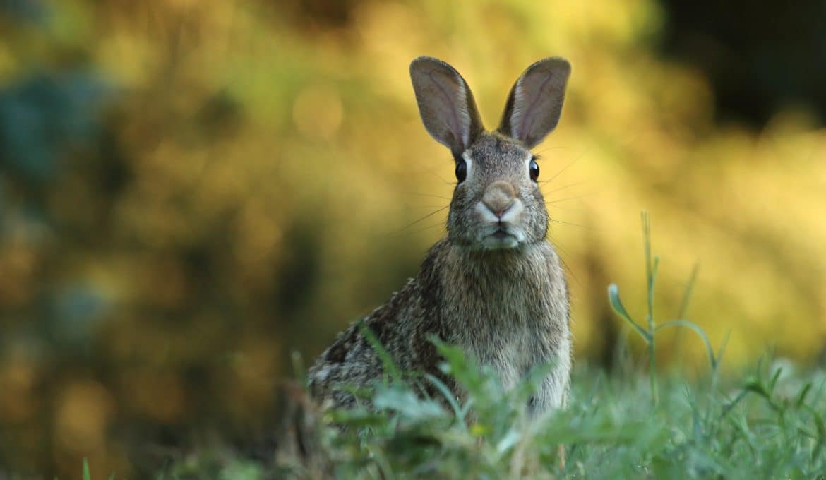 Rabbit Hunting Tips for Beginners Gander RV