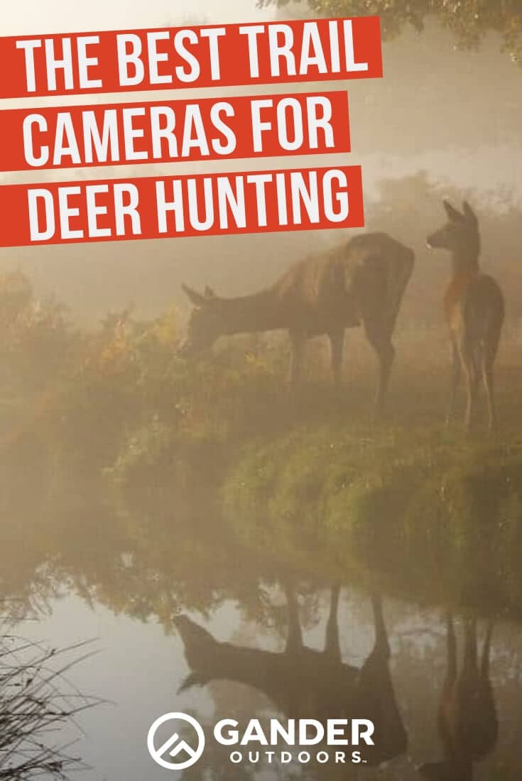 The Best Trail Cameras for Deer Hunting Gander RV