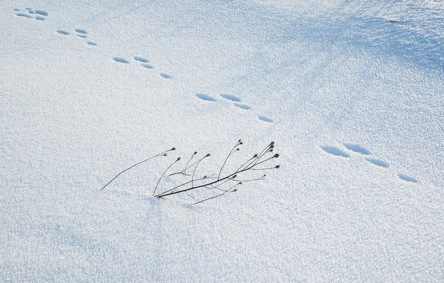 Tips for Hunting Rabbit in the Winter Gander RV